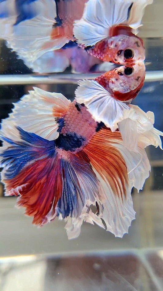 LUXURY HALFMOON SUPER DUMBO EAR FEATHER TAIL CANDY RED MULTICOLOR BETTA FISH