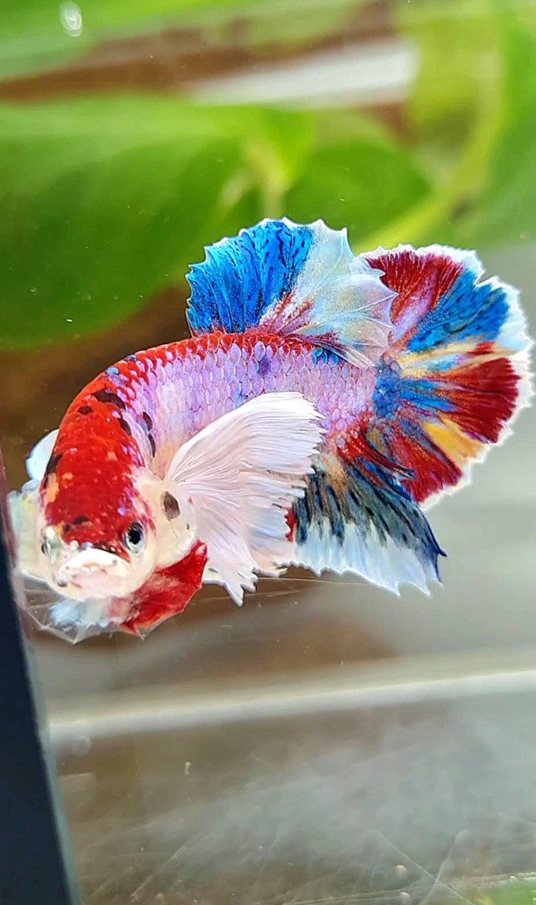 LUXURY PLAKAT DUMBO EAR RAINBOW SUPER MULTICOLOR BETTA FISH