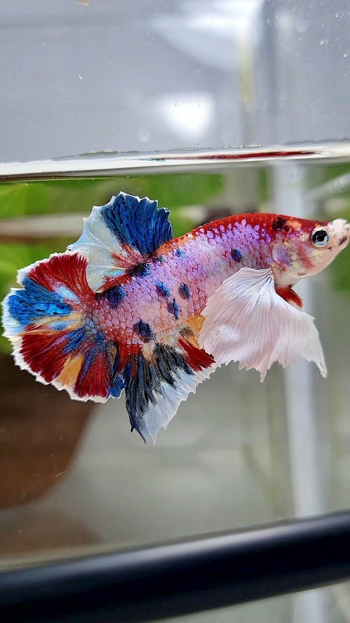 LUXURY PLAKAT DUMBO EAR RAINBOW SUPER MULTICOLOR BETTA FISH