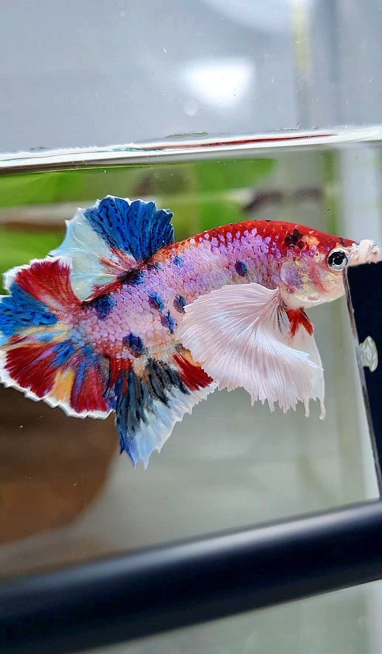LUXURY PLAKAT DUMBO EAR RAINBOW SUPER MULTICOLOR BETTA FISH