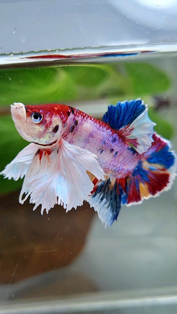 LUXURY PLAKAT DUMBO EAR RAINBOW SUPER MULTICOLOR BETTA FISH