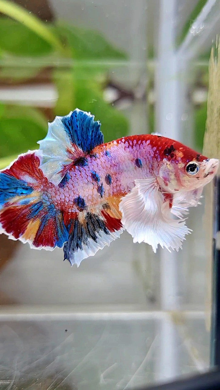 LUXURY PLAKAT DUMBO EAR RAINBOW SUPER MULTICOLOR BETTA FISH