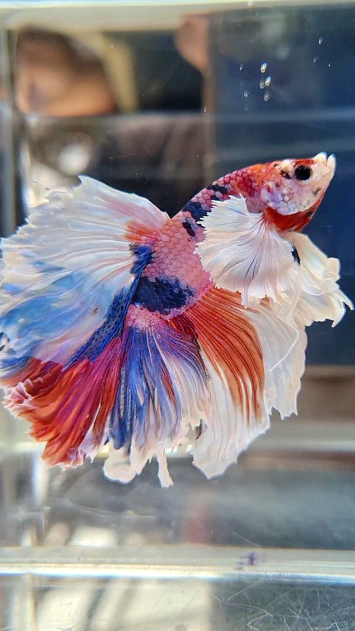 LUXURY HALFMOON SUPER DUMBO EAR FEATHER TAIL CANDY RED MULTICOLOR BETTA FISH