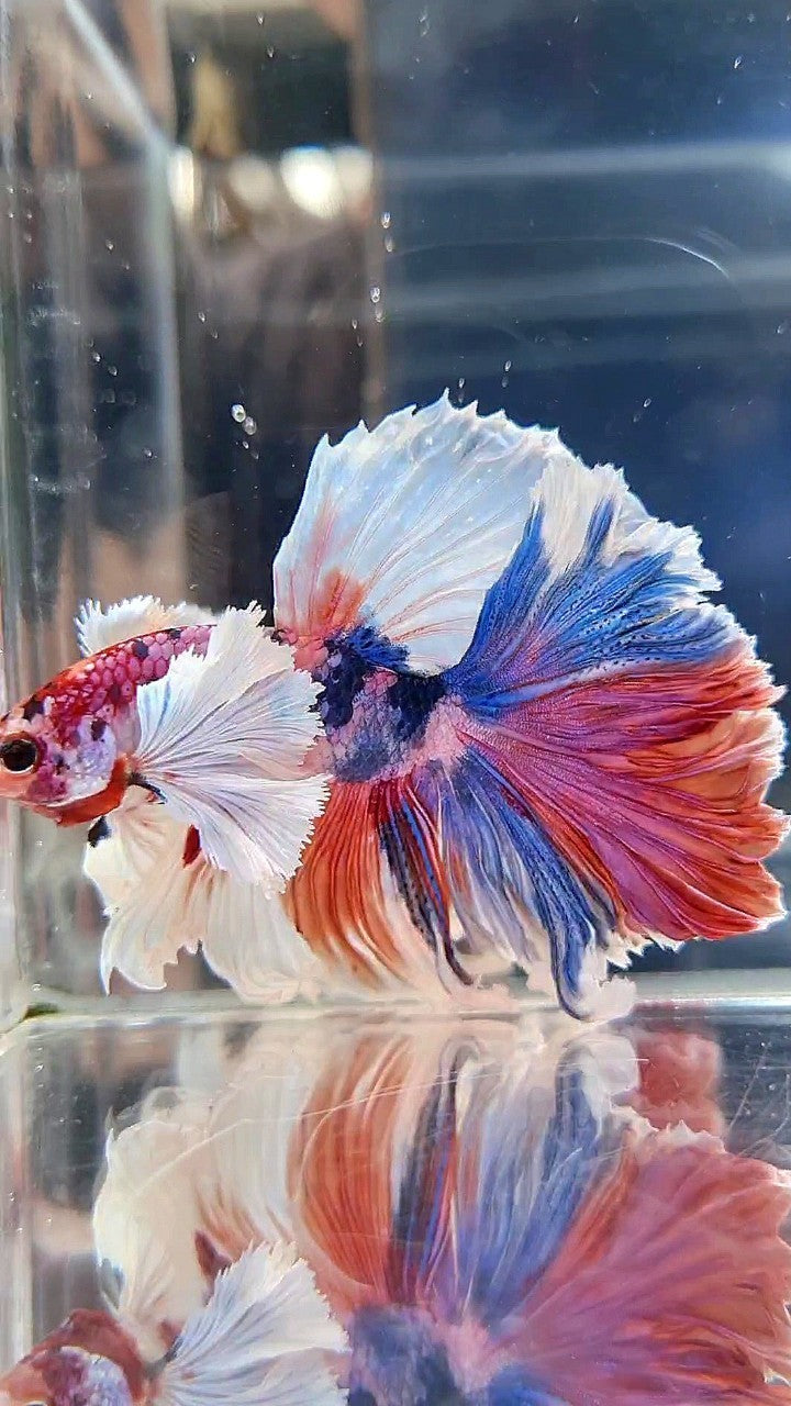 LUXURY HALFMOON SUPER DUMBO EAR FEATHER TAIL CANDY RED MULTICOLOR BETTA FISH