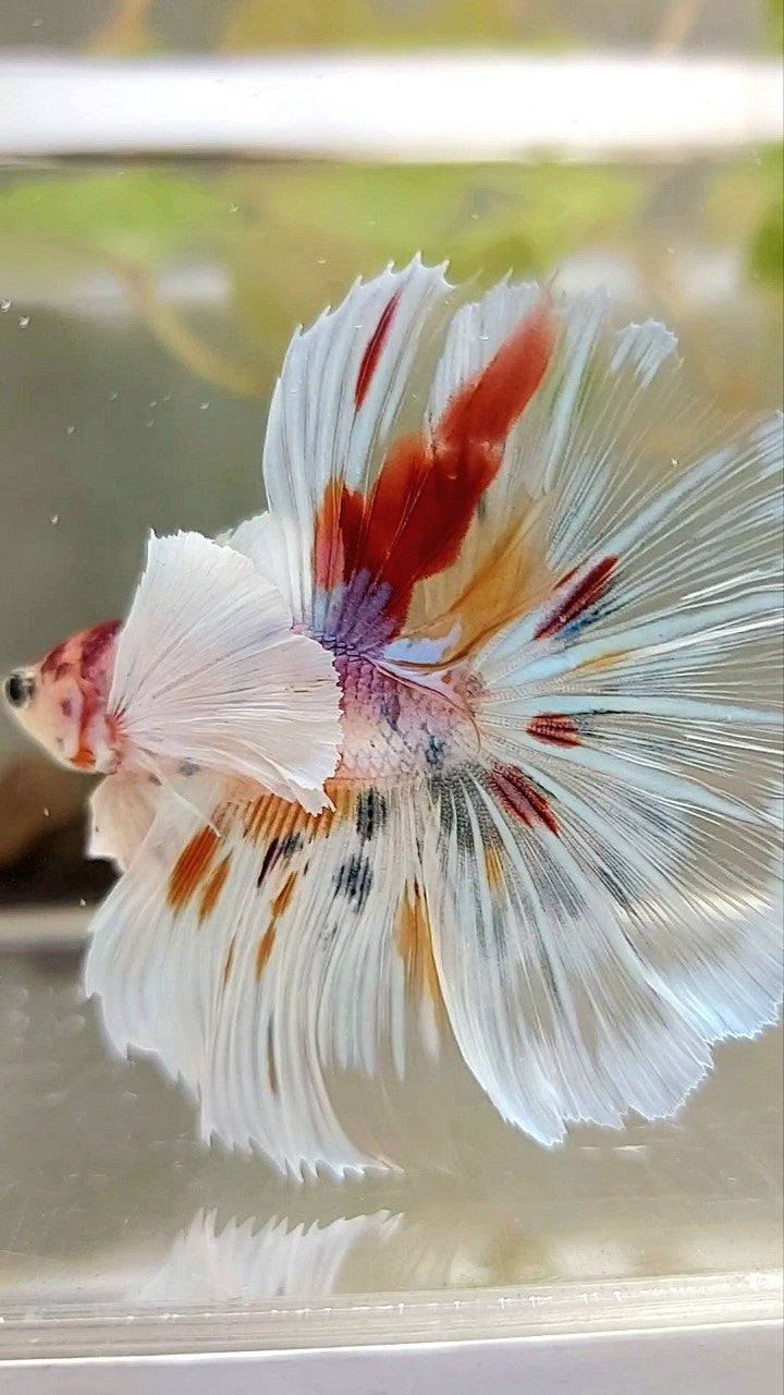 HALFMOON SUPER DUMBO EAR ROSETAIL KOI CANDY MULTICOLOR BETTA FISH
