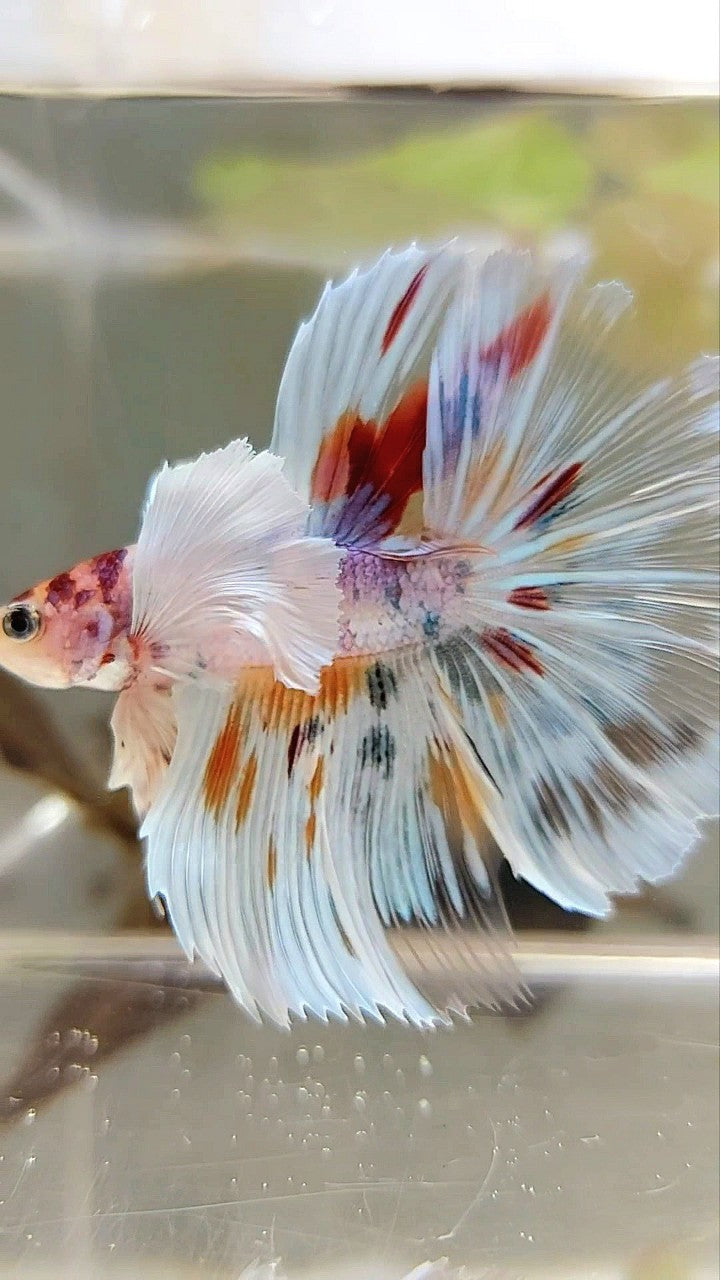 HALFMOON SUPER DUMBO EAR ROSETAIL KOI CANDY MULTICOLOR BETTA FISH