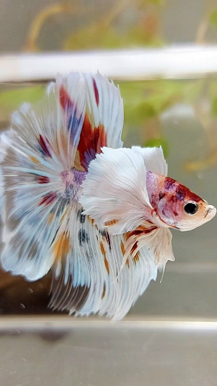 HALFMOON SUPER DUMBO EAR ROSETAIL KOI CANDY MULTICOLOR BETTA FISH