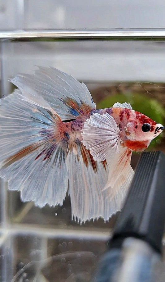HALFMOON SUPER DUMBO EAR CANDY ORANGE MULTICOLOR BETTA FISH