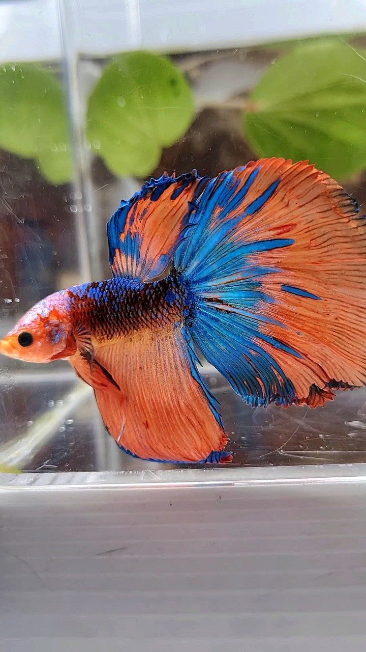 HALFMOON ROSETAIL ORANGE BLACK KOI MULTICOLOR BETTA FISH