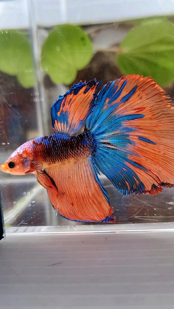 HALFMOON ROSETAIL ORANGE BLACK KOI MULTICOLOR BETTA FISH