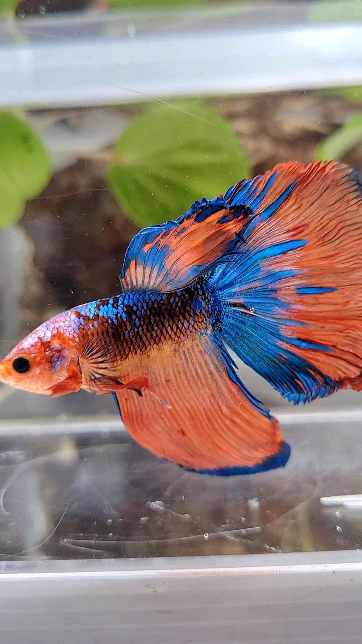 HALFMOON ROSETAIL ORANGE BLACK KOI MULTICOLOR BETTA FISH