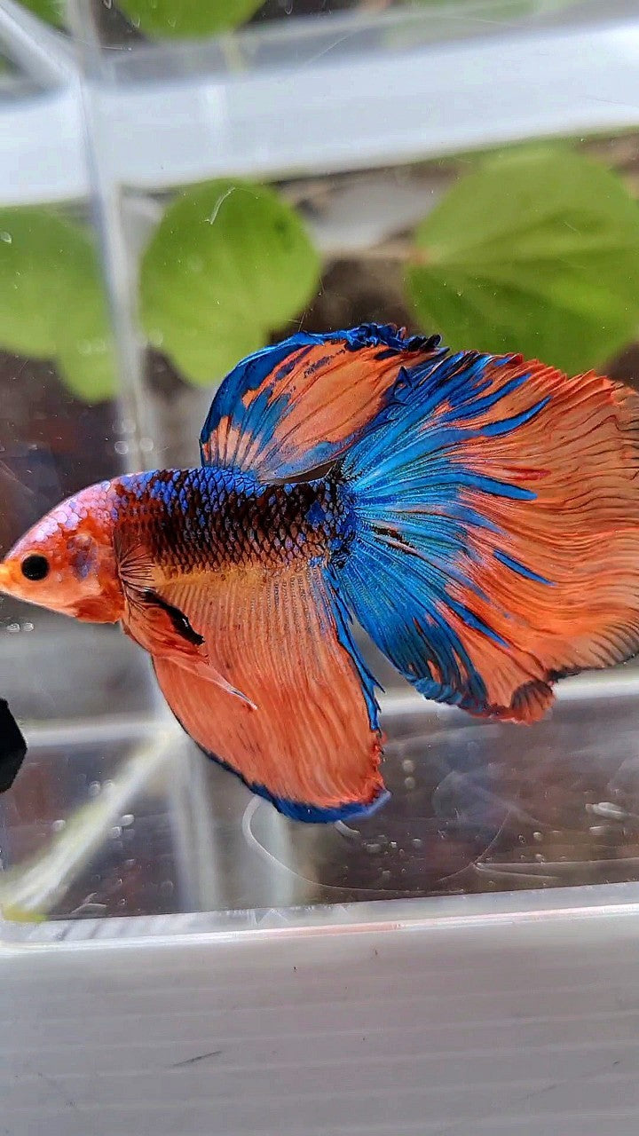 HALFMOON ROSETAIL ORANGE BLACK KOI MULTICOLOR BETTA FISH
