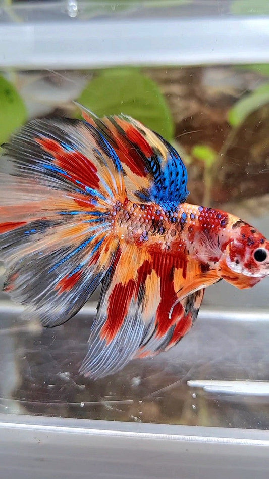 HALFMOON ROSETAIL FIRE METTALIC MULTICOLOR BETTA FISH