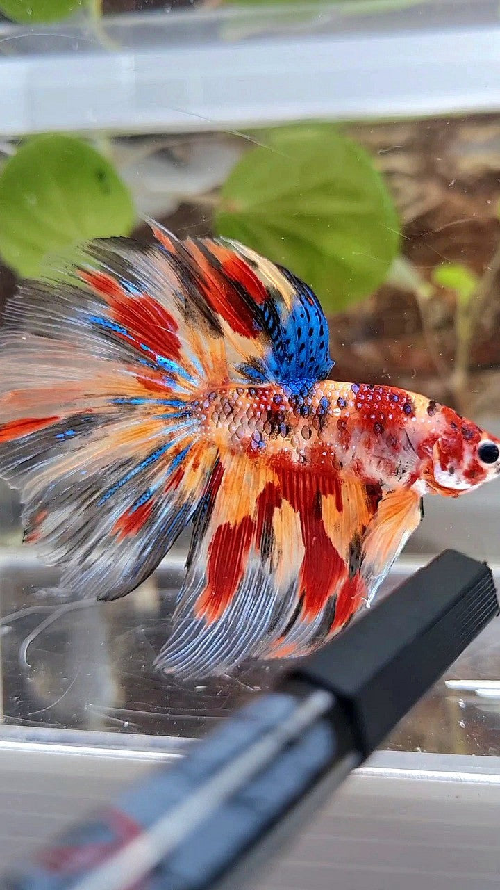 HALFMOON ROSETAIL FIRE METTALIC MULTICOLOR BETTA FISH