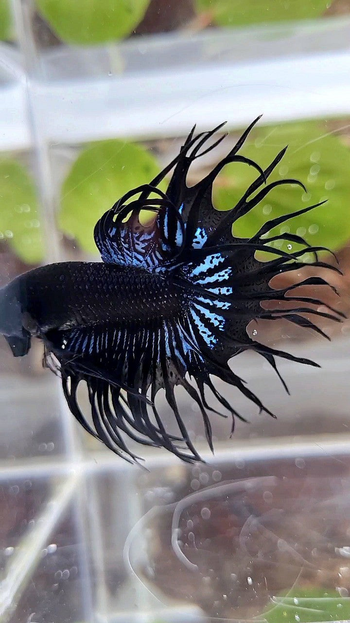 KING CROWNTAIL BLACK ORCHID BETTA FISH