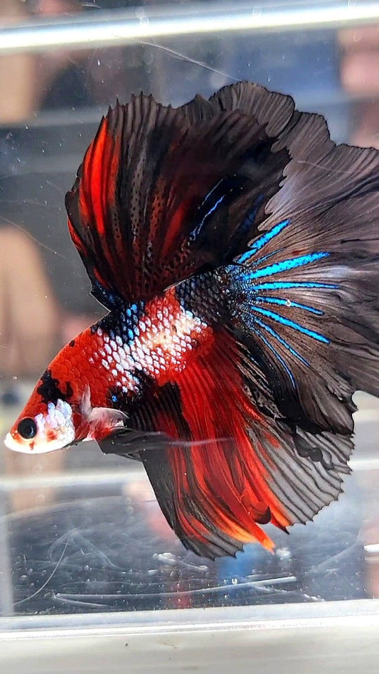 HALFMOON ROSETAIL RED FANCY MULTICOLOR BETTA FISH