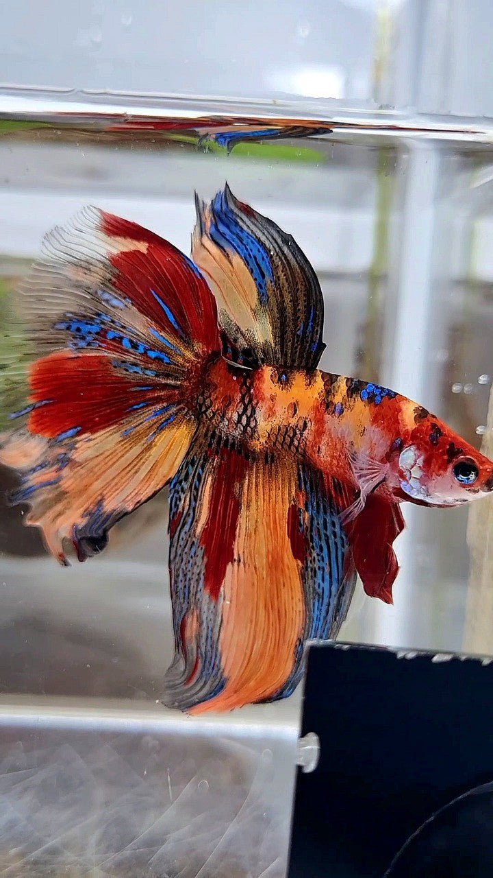 HALFMOON METTALIC ORANGE TIGER MULTICOLOR BETTA FISH