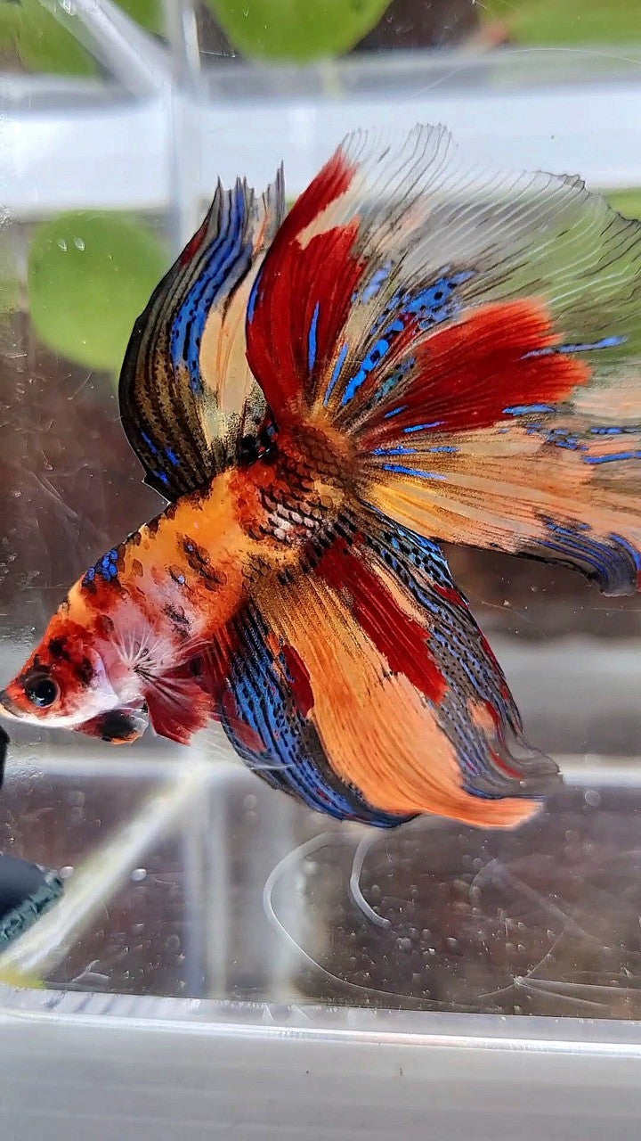 HALFMOON METTALIC ORANGE TIGER MULTICOLOR BETTA FISH