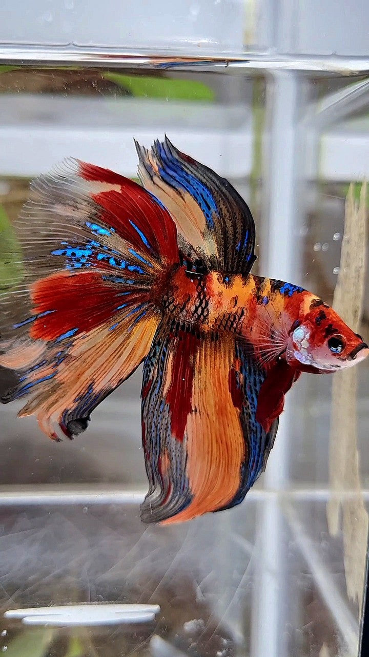 HALFMOON METTALIC ORANGE TIGER MULTICOLOR BETTA FISH