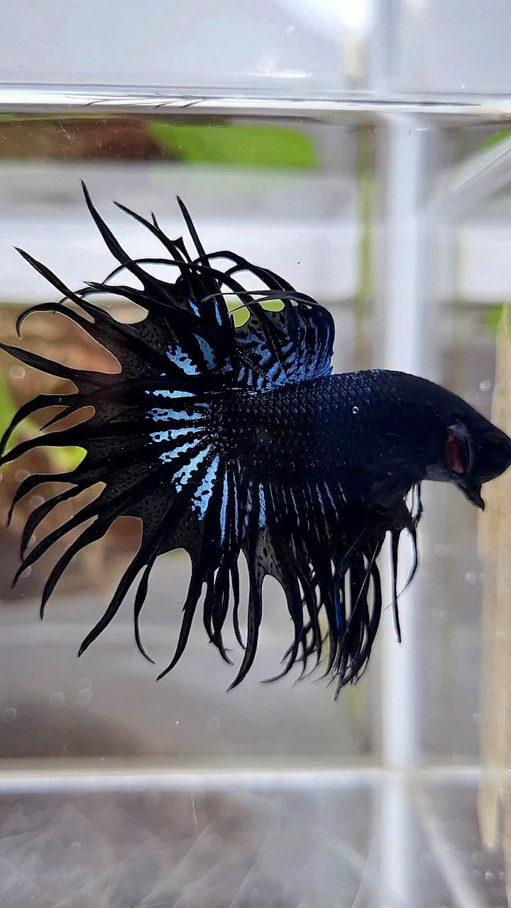KING CROWNTAIL BLACK ORCHID BETTA FISH