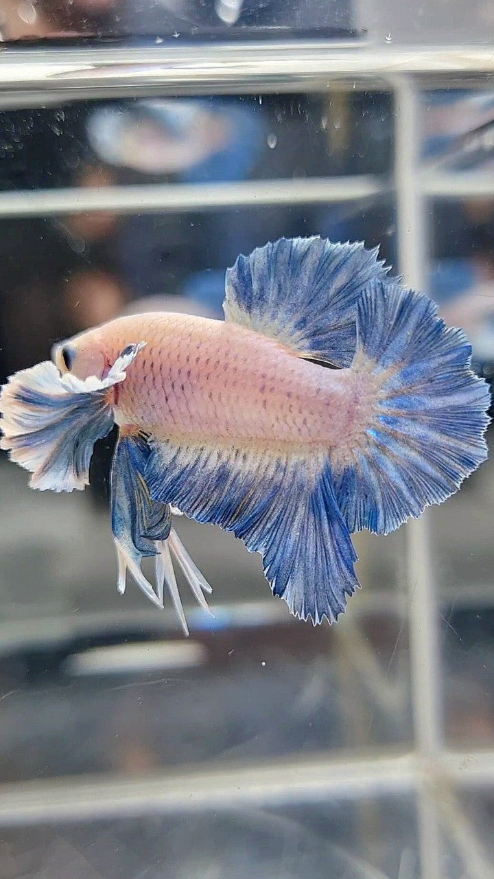 PLAKAT ROSETAIL SUPER DUMBO COLORED EAR BLUE GRIZZLE BETTA FISH