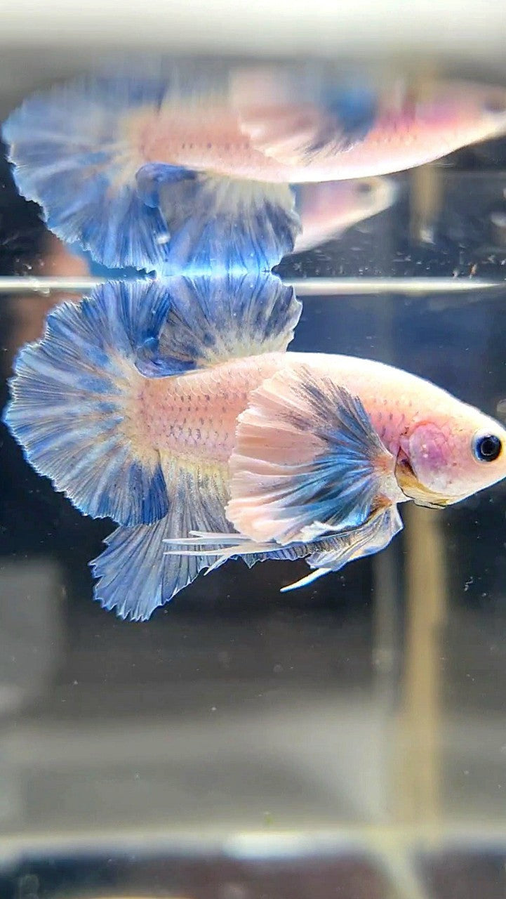 PLAKAT ROSETAIL SUPER DUMBO COLORED EAR BLUE GRIZZLE BETTA FISH