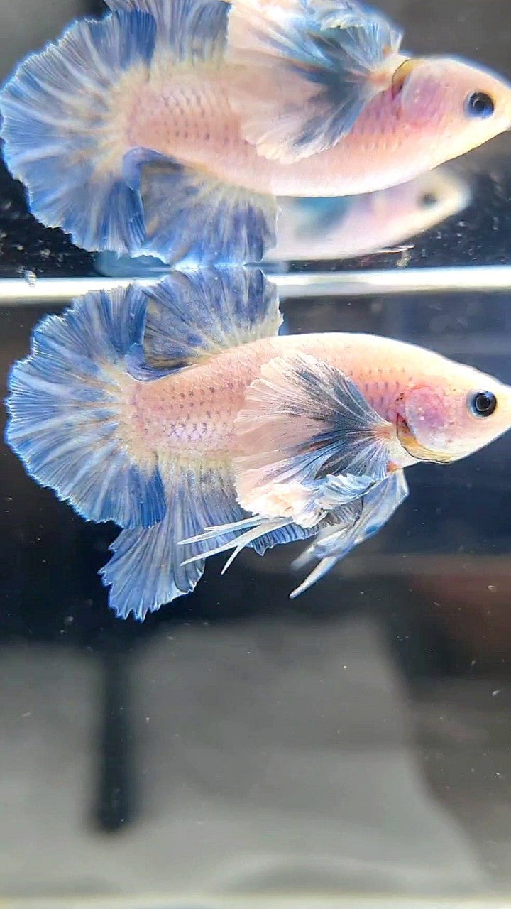 PLAKAT ROSETAIL SUPER DUMBO COLORED EAR BLUE GRIZZLE BETTA FISH