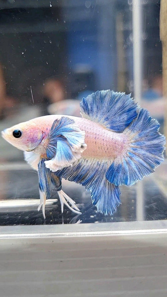 PLAKAT ROSETAIL SUPER DUMBO COLORED EAR BLUE GRIZZLE BETTA FISH