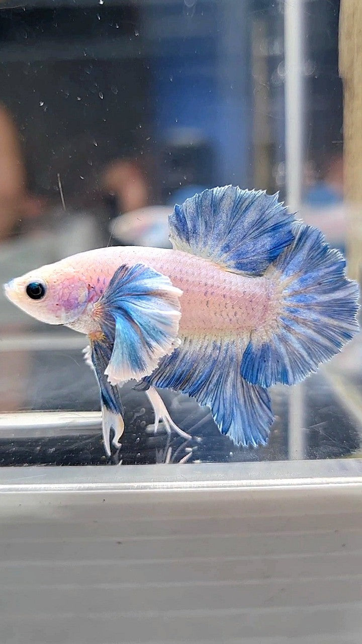 PLAKAT ROSETAIL SUPER DUMBO COLORED EAR BLUE GRIZZLE BETTA FISH