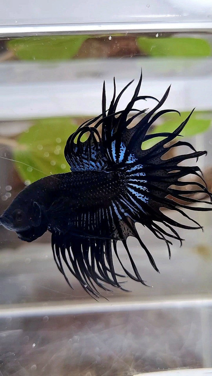 KING CROWNTAIL BLACK ORCHID BETTA FISH