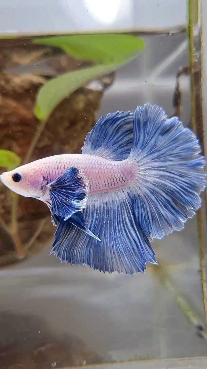 HALFMOON ROSETAIL SUPER DUMBO COLORED EAR BLUE GRIZZLE BETTA FISH