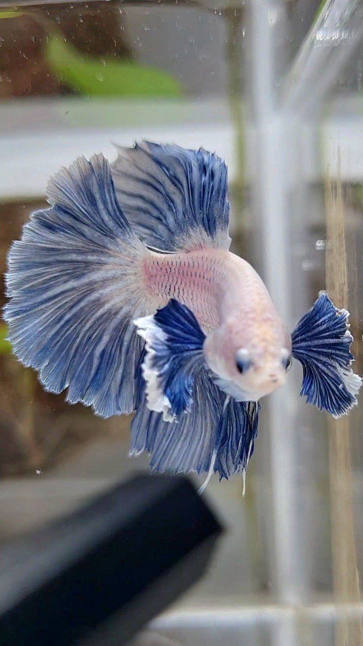 HALFMOON ROSETAIL SUPER DUMBO COLORED EAR BLUE GRIZZLE BETTA FISH