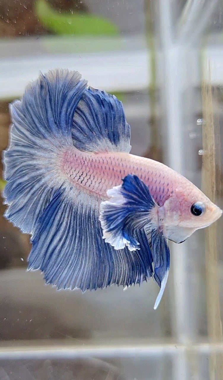 HALFMOON ROSETAIL SUPER DUMBO COLORED EAR BLUE GRIZZLE BETTA FISH