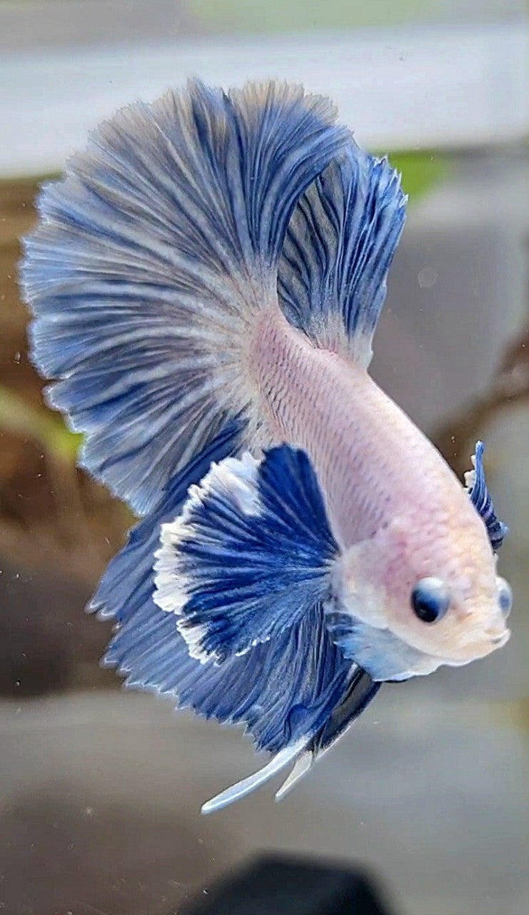HALFMOON ROSETAIL SUPER DUMBO COLORED EAR BLUE GRIZZLE BETTA FISH