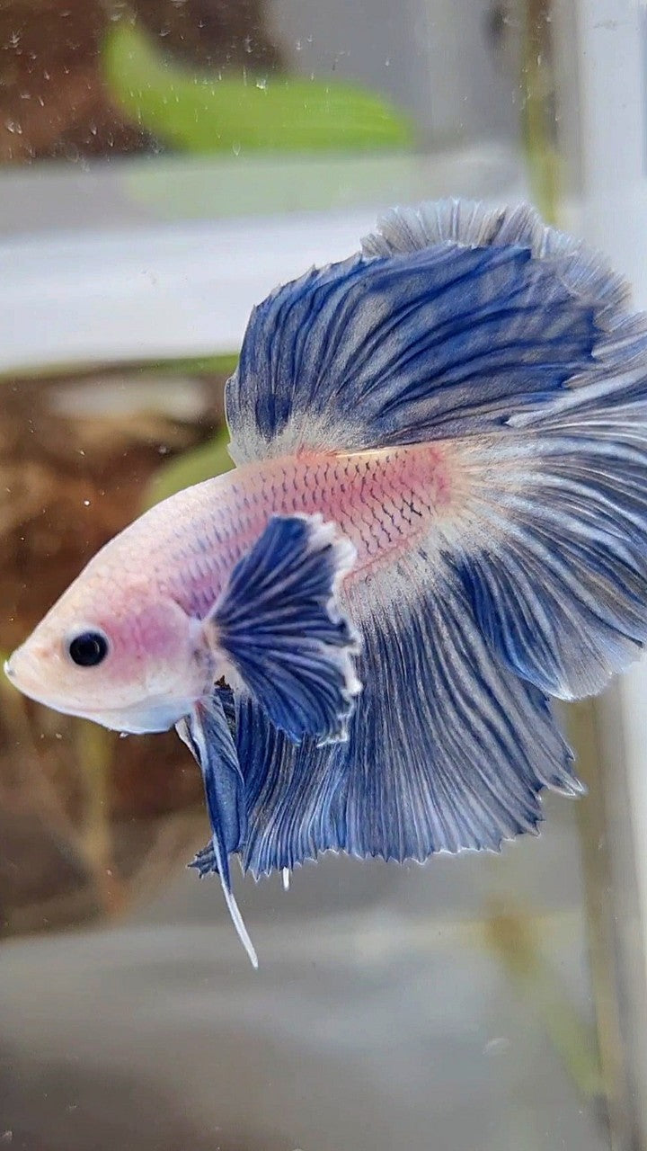 HALFMOON ROSETAIL SUPER DUMBO COLORED EAR BLUE GRIZZLE BETTA FISH