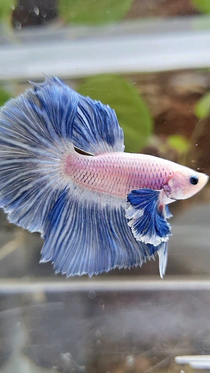 HALFMOON ROSETAIL SUPER DUMBO COLORED EAR BLUE GRIZZLE BETTA FISH