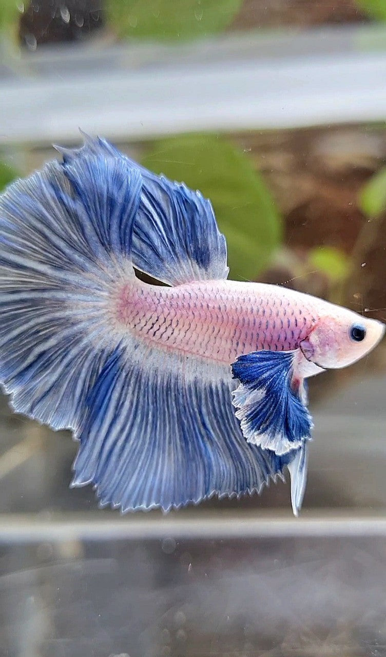 HALFMOON ROSETAIL SUPER DUMBO COLORED EAR BLUE GRIZZLE BETTA FISH
