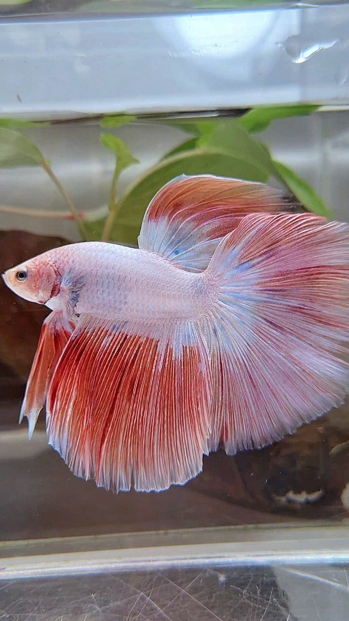 HALFMOON ROSETAIL PINK RIM FLAMINGGO BETTA FISH