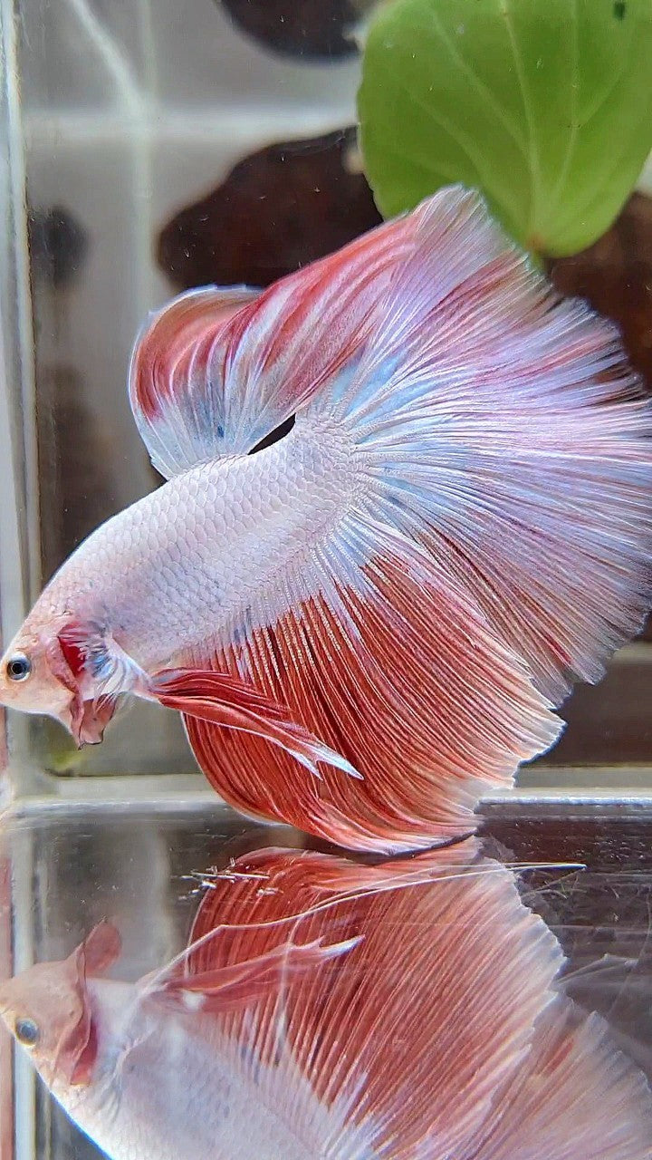 HALFMOON ROSETAIL PINK RIM FLAMINGGO BETTA FISH