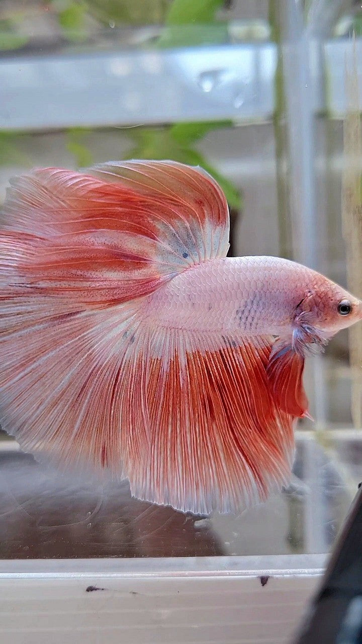 HALFMOON ROSETAIL PINK RIM FLAMINGGO BETTA FISH