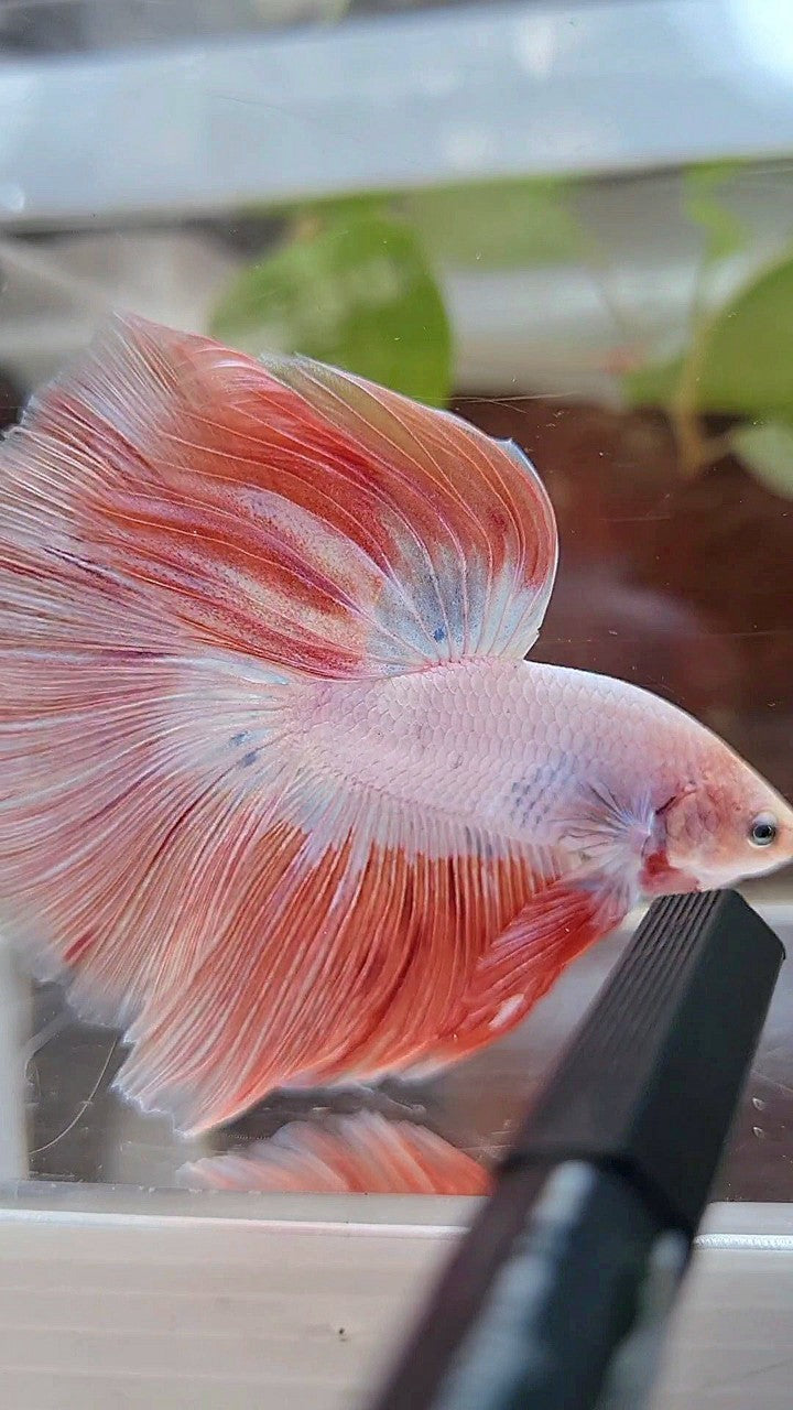 HALFMOON ROSETAIL PINK RIM FLAMINGGO BETTA FISH