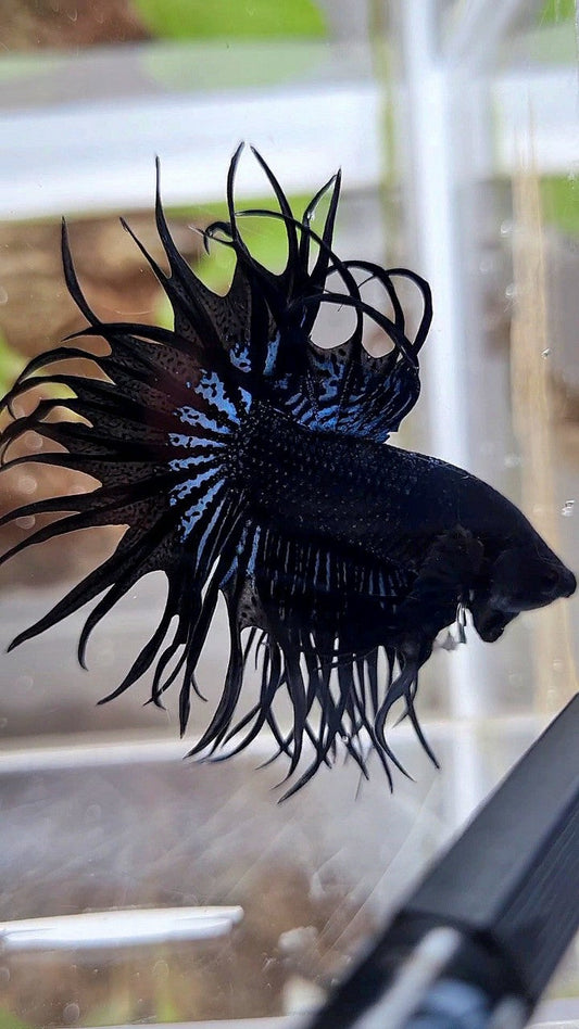 KING CROWNTAIL BLACK ORCHID BETTA FISH