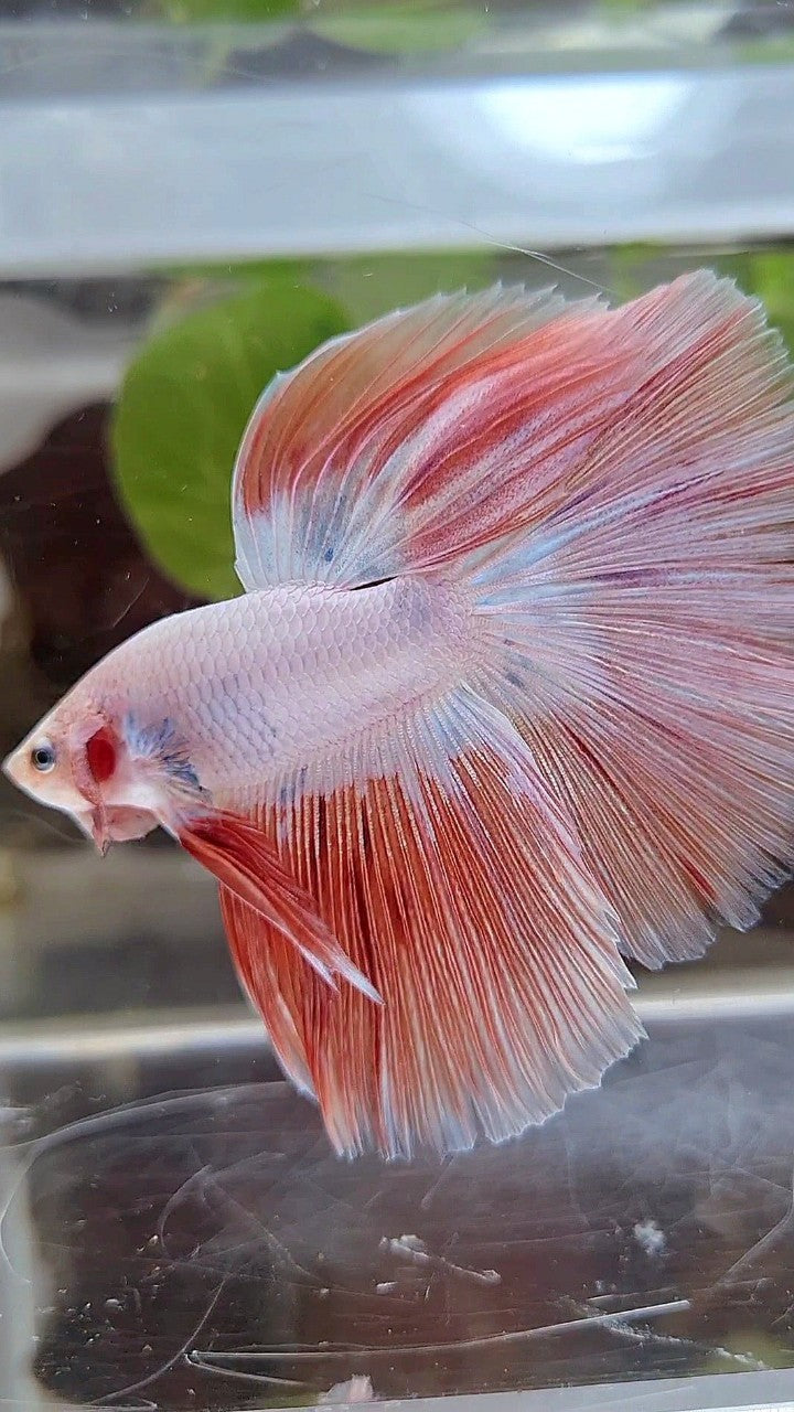 HALFMOON ROSETAIL PINK RIM FLAMINGGO BETTA FISH