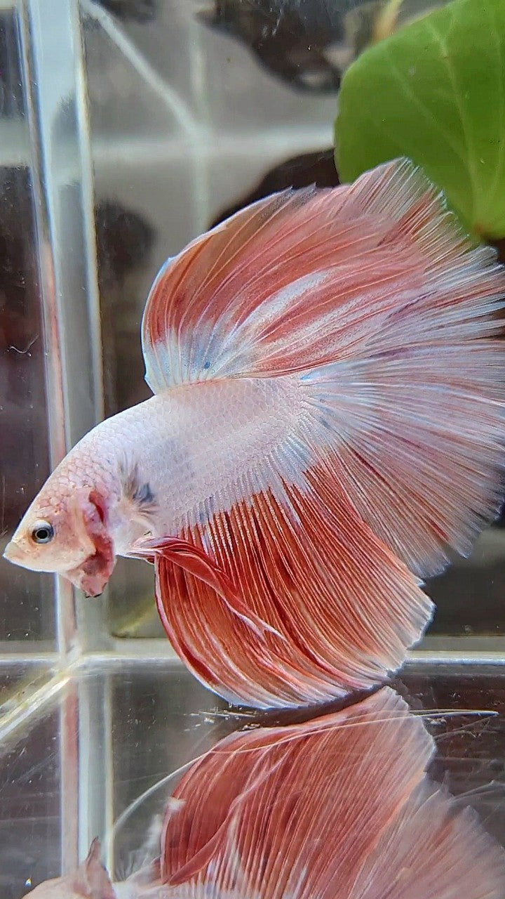 HALFMOON ROSETAIL PINK RIM FLAMINGGO BETTA FISH