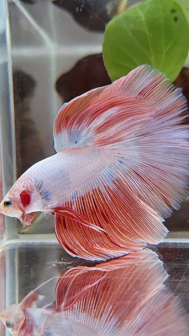 HALFMOON ROSETAIL PINK RIM FLAMINGGO BETTA FISH