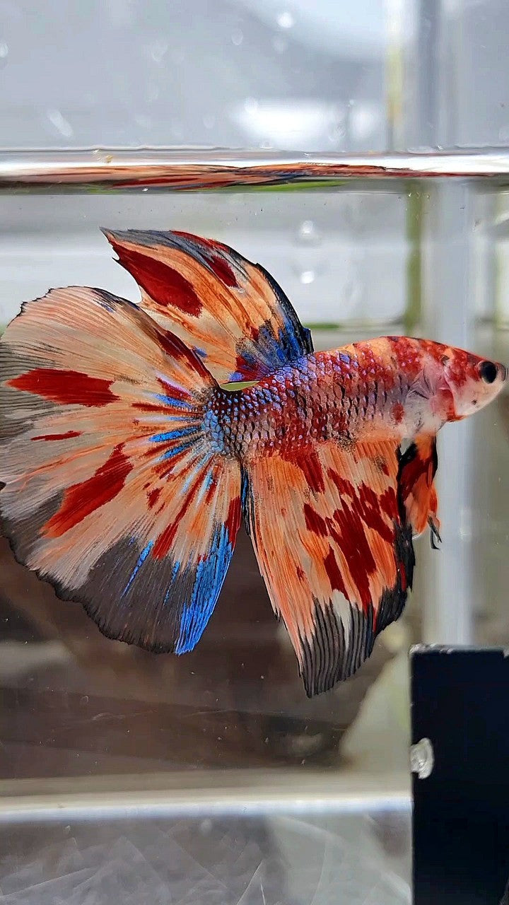 HALFMOON METTALIC ORANGE FIRE MULTICOLOR BETTA FISH
