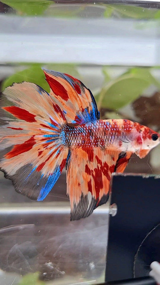 HALFMOON METTALIC ORANGE FIRE MULTICOLOR BETTA FISH