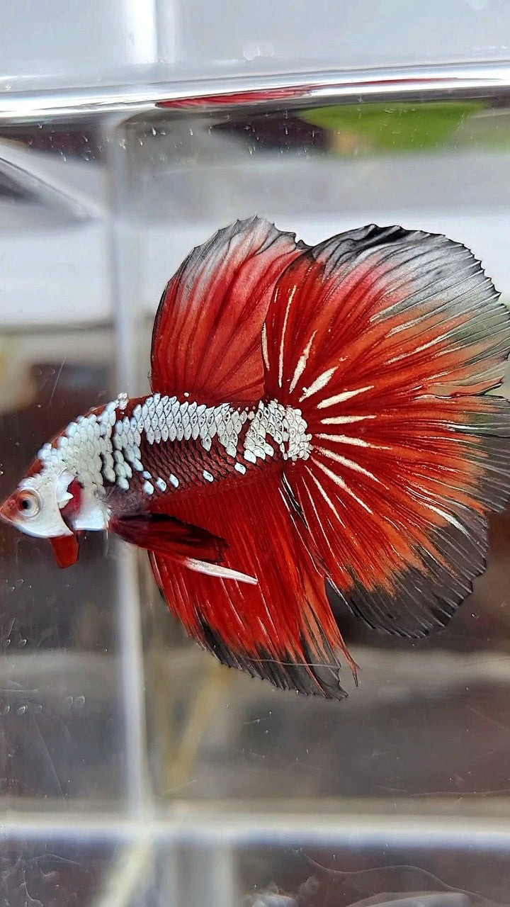 HALFMOON ROSETAIL RED SAMURAI SNOW BLACK BETTA FISH