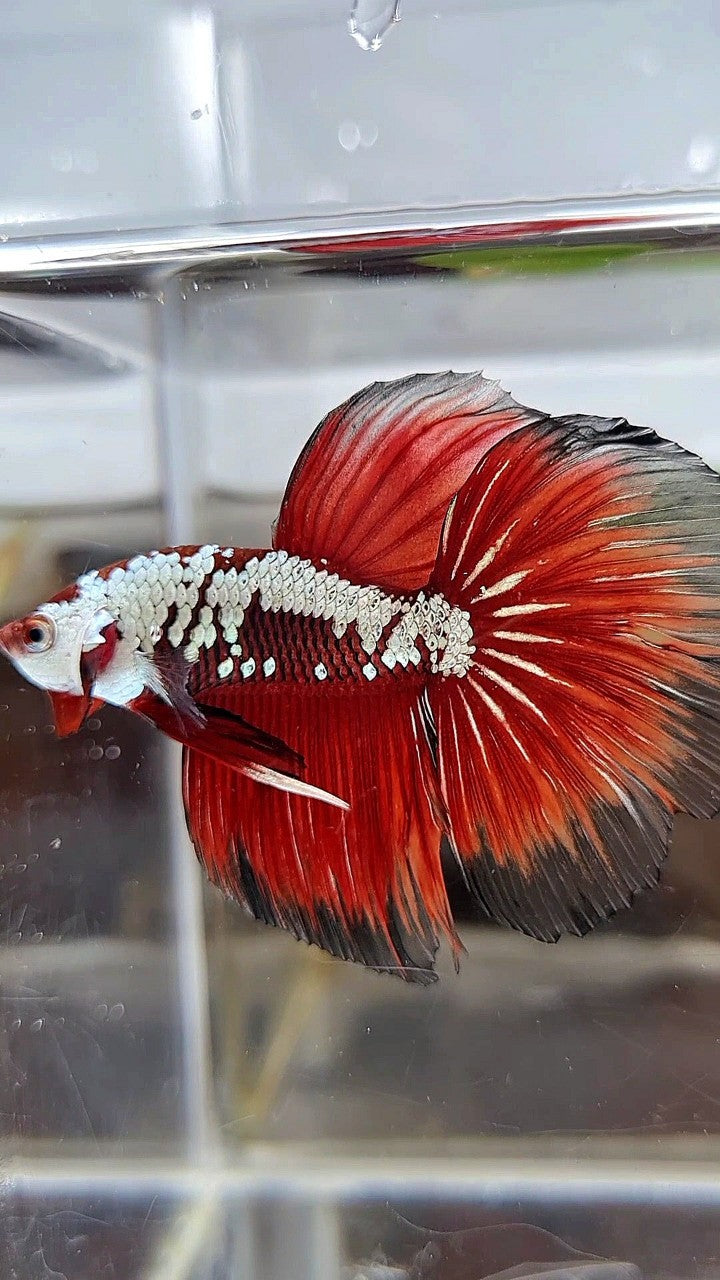 HALFMOON ROSETAIL RED SAMURAI SNOW BLACK BETTA FISH