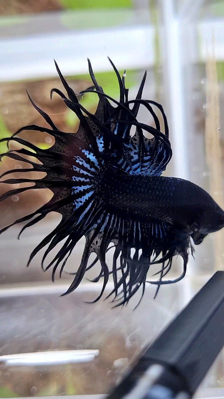 KING CROWNTAIL BLACK ORCHID BETTA FISH